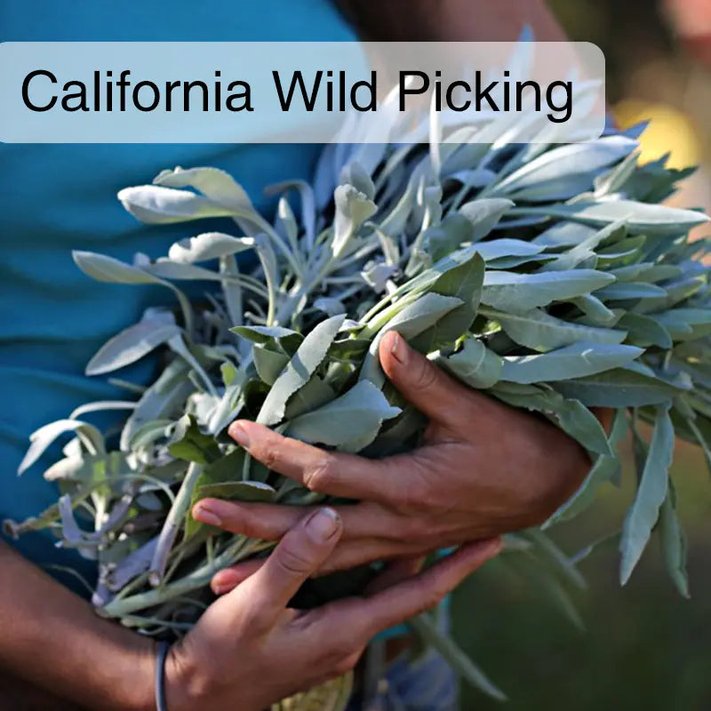 White Sage Smudge Sticks (3-Pack)